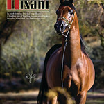 Stallion Card Designs : 
